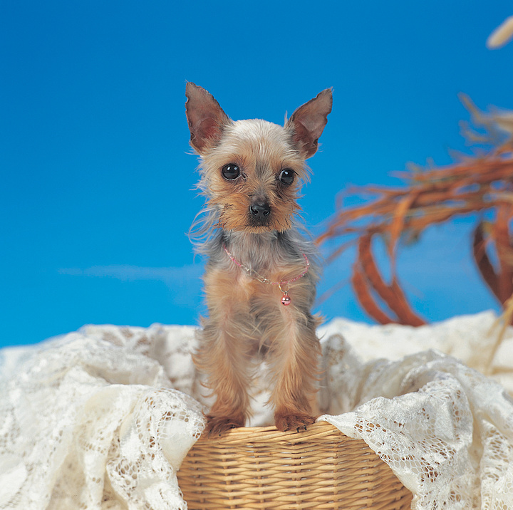 猫左前爪哆嗦,揭秘背后原因